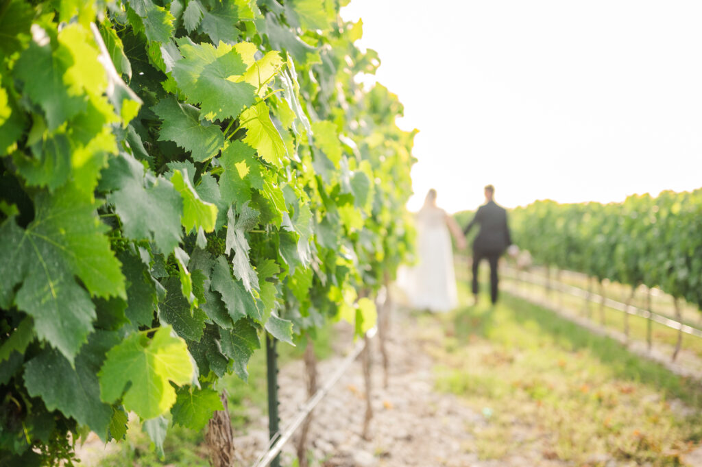 Focused on the grape leaves, a blurry bride and groom walk through a texas vineyard wedding 